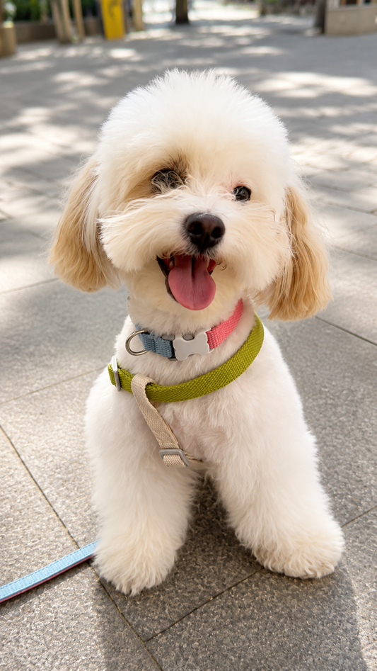 Strawberry Ice Cream Collar - XS/S