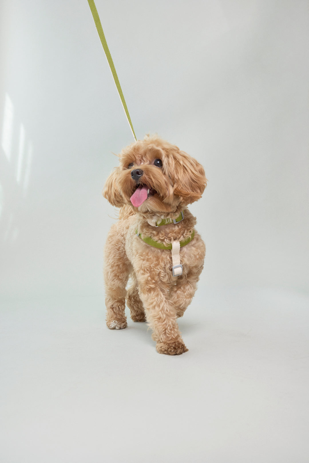 Dog cotton collar leash harness adjustable multicolour cream white green Molipop