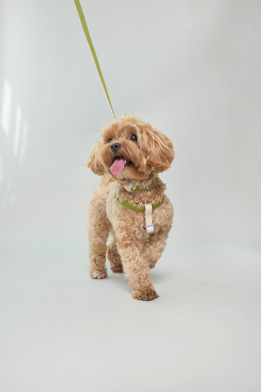Dog cotton collar leash harness adjustable multicolour cream white green Molipop
