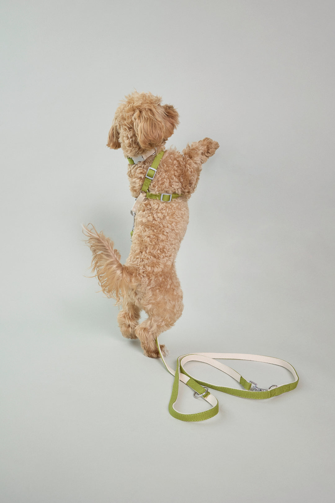 Dog cotton collar leash harness adjustable multicolour cream white green Molipop
