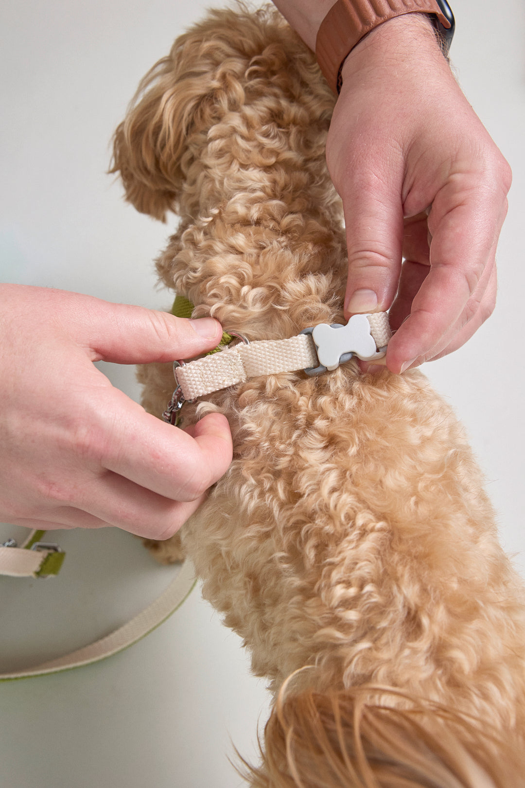Dog cotton collar leash harness adjustable multicolour bone buckle cream white green Molipop