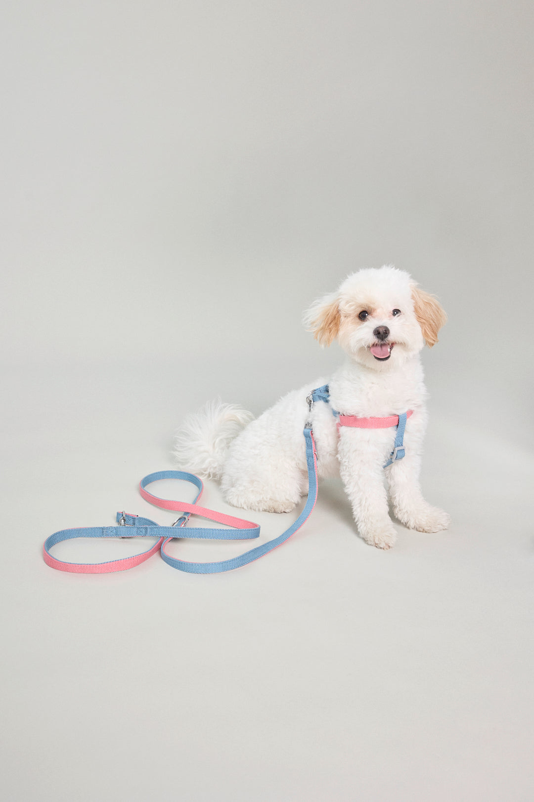 Dog cotton harness multicolour bone buckle adjustable pink blue Molipop