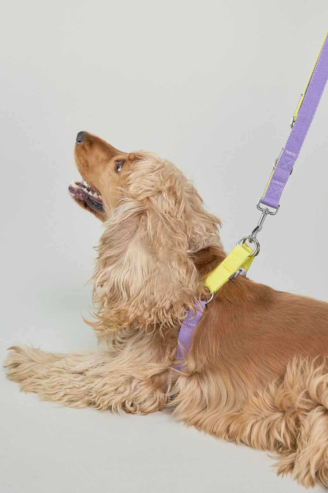 Dog cotton harness multicolour bone buckle purple lilac yellow Molipop