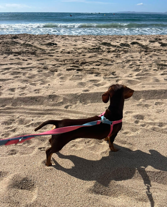 Strawberry Ice Cream Harness - XS/S