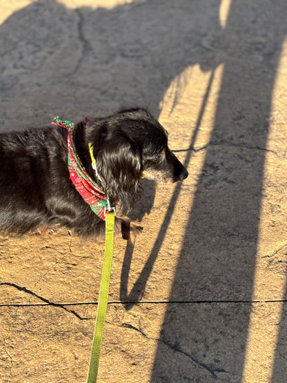 Matcha Vanilla Dog Leash - XS/S