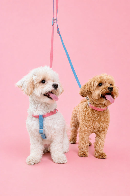 Strawberry Ice Cream Dog Leash - XS/S