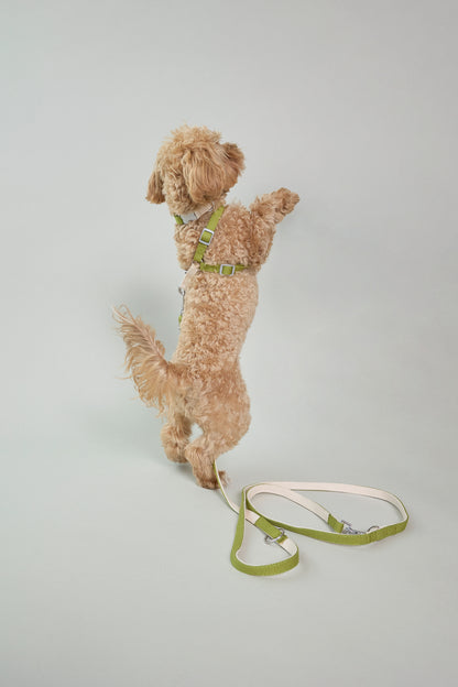 Dog cotton collar leash harness adjustable multicolour cream white green Molipop
