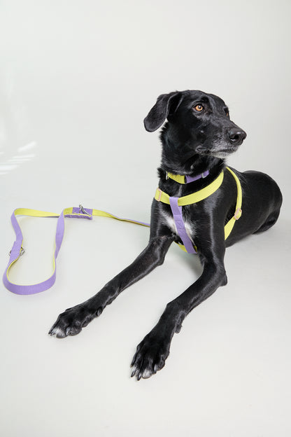 Dog cotton collar harness leash multicolour multifuntional purple lilac yellow bone buckle Molipop