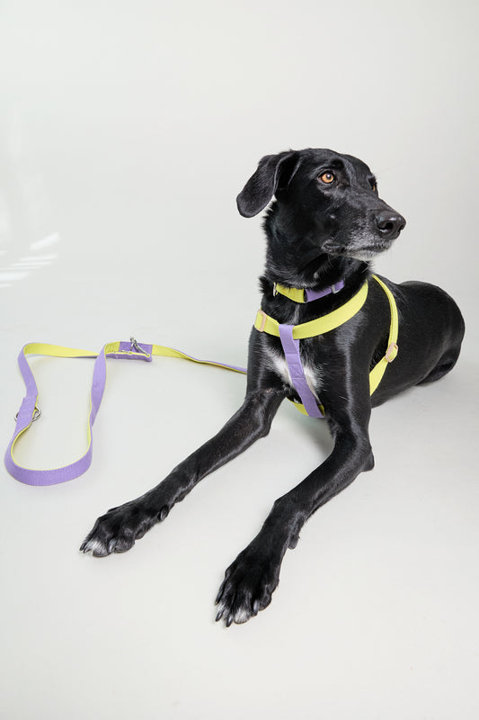 Dog cotton collar harness leash multicolour multifuntional purple lilac yellow bone buckle Molipop