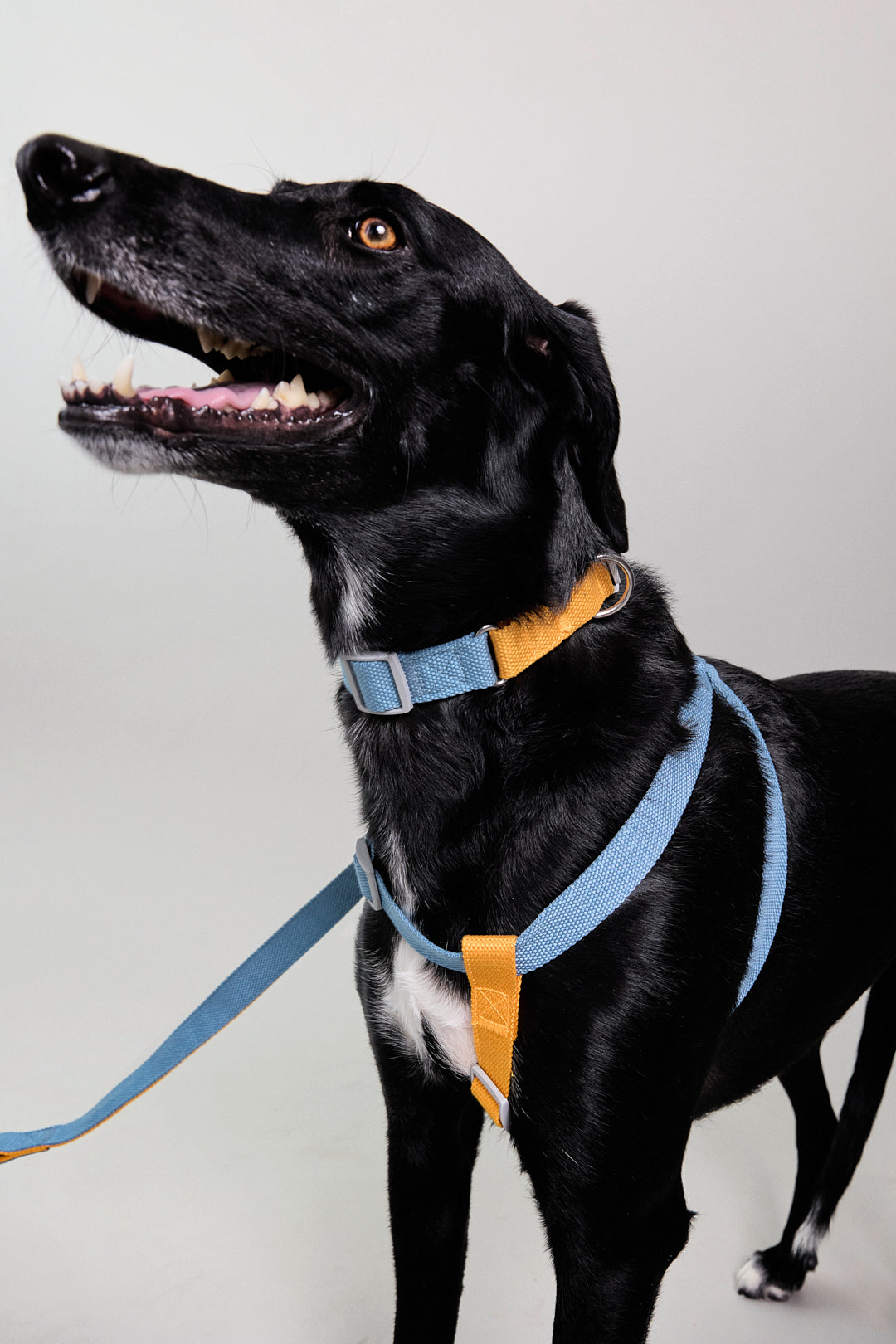 Dog cotton collar harness leash blue orange Molipop