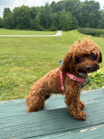 Strawberry Ice Cream Harness - XS/S