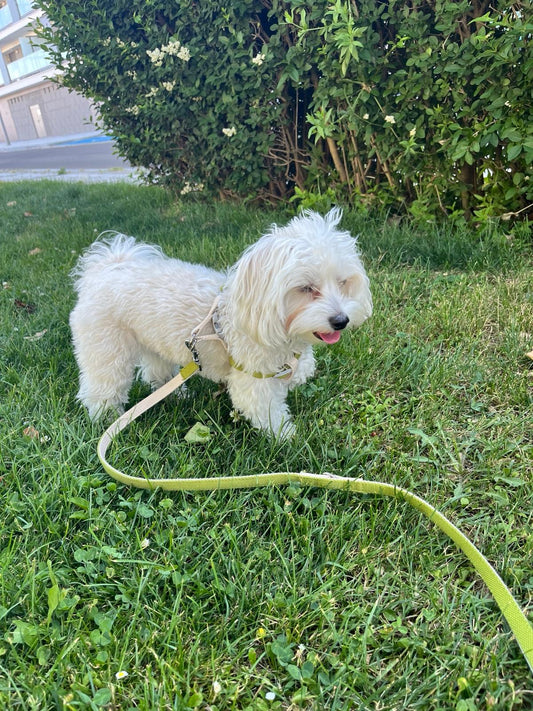 Matcha Vanilla Dog Leash - XS/S