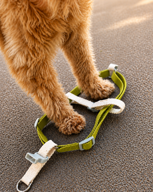 Matcha Vanilla Harness - XS/S