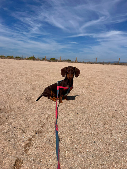 Strawberry Ice Cream Dog Leash - XS/S